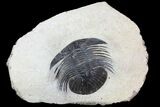 Platyscutellum Trilobite Fossil - Atchana, Morocco #96829-2